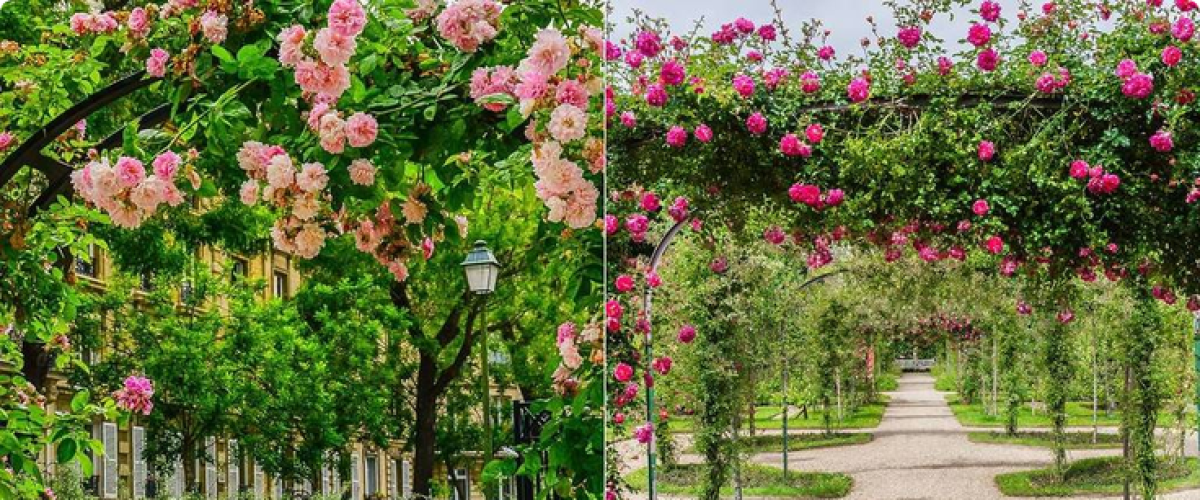 Balades bucoliques : les plus belles Roseraies à découvrir à Paris et en Ile-de-France – Et au mois de juin, les roses sont à l’apogée de leur beauté !