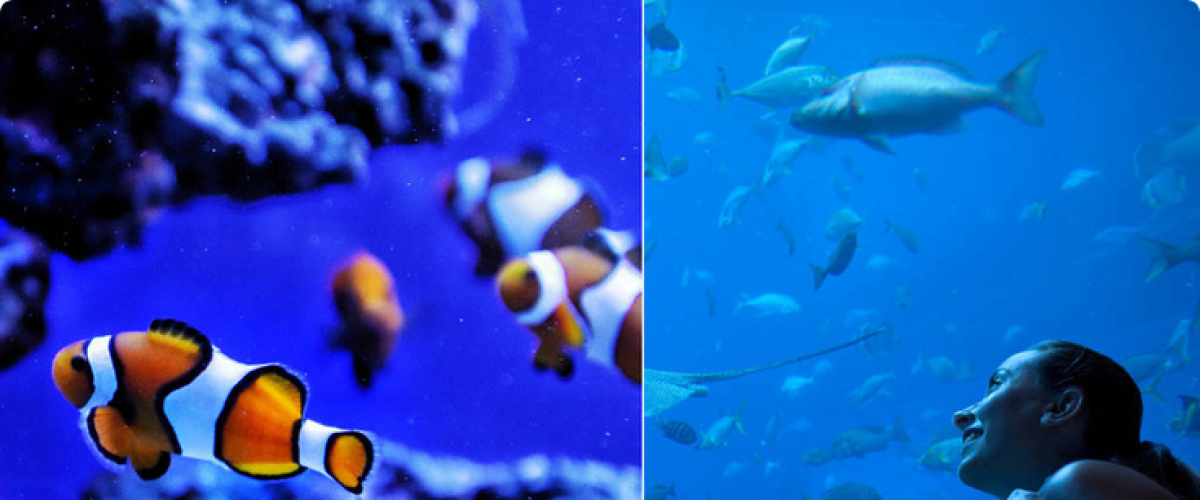 Les plus beaux aquariums de Paris à voir au moins une fois !