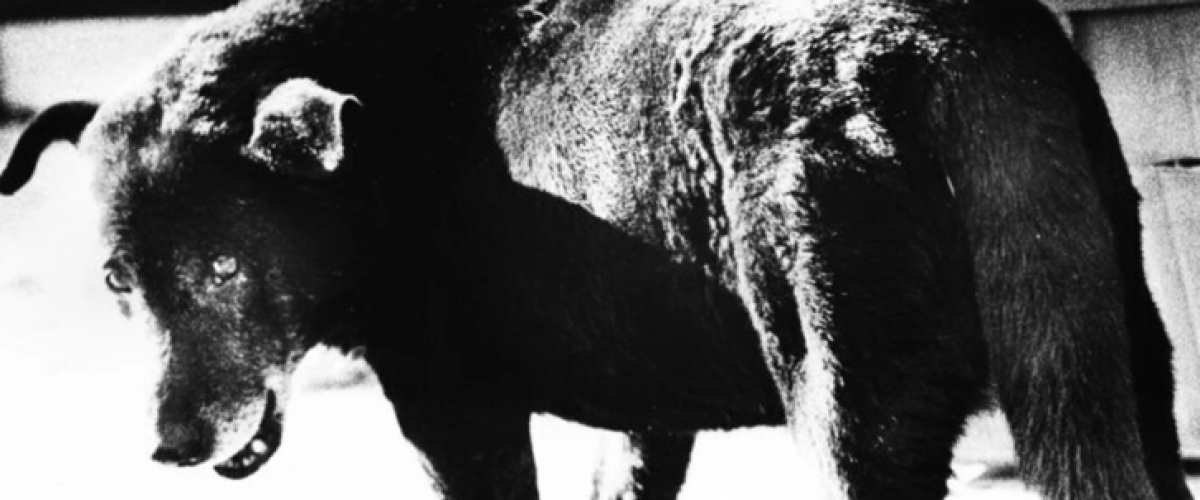 Daido Moriyama, Lettres d’amour à la photographie, à la Fondation Henri Cartier-Bresson