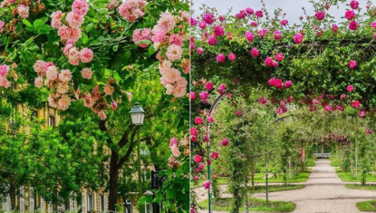Balades bucoliques : les plus belles Roseraies à découvrir à Paris et en Ile-de-France – Et au mois de juin, les roses sont à l’apogée de leur beauté !