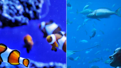 Les plus beaux aquariums de Paris à voir au moins une fois !