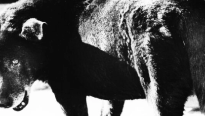 Daido Moriyama, Lettres d’amour à la photographie, à la Fondation Henri Cartier-Bresson